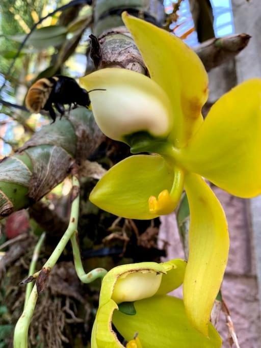 Tropical Bee Garden Holiday Houses Savegre Εξωτερικό φωτογραφία